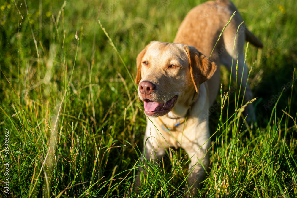 dog labrador retriever fawn color in nature, kind dog, bright big dog, labrador junior on the grass