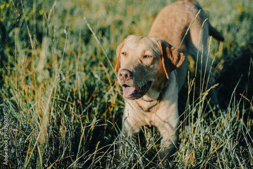 Wallpaper Mural dog labrador retriever fawn color in nature, kind dog, bright big dog, labrador junior on the grass Torontodigital.ca