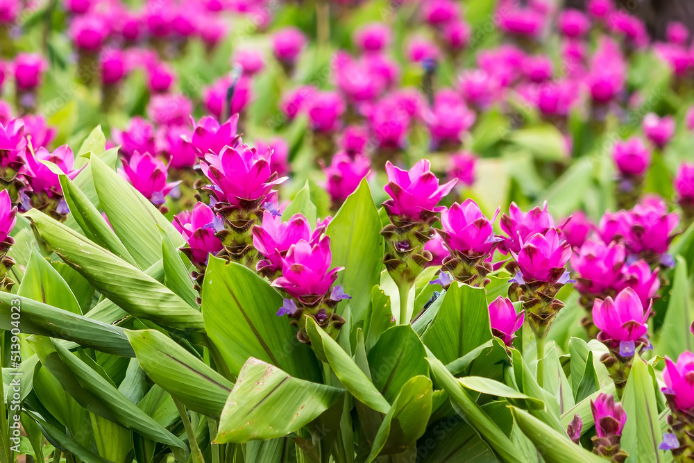 Closeup Pink Curcuma sessilis flowers in garden Closeup Pink Curcuma sessilis flowers in garden