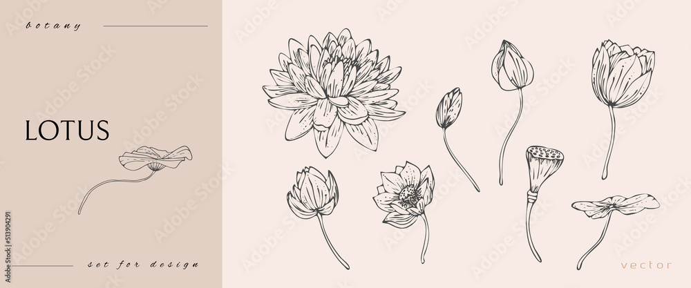 Lotus flower and leaves. Line art black and white. Line art botanical ...