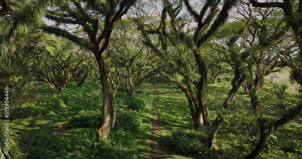 De Djawatan forest with famous Trembesi trees filled with epiphytic plants, aerial De Djawatan forest with famous Trembesi trees filled with epiphytic plants, aerial
