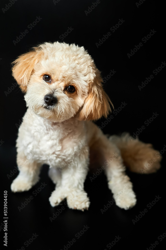 A portrait of beige Maltipoo puppy on a black background. Adorable Maltese and Poodle mix Puppy A portrait of beige Maltipoo puppy on a black background. Adorable Maltese and Poodle mix Puppy