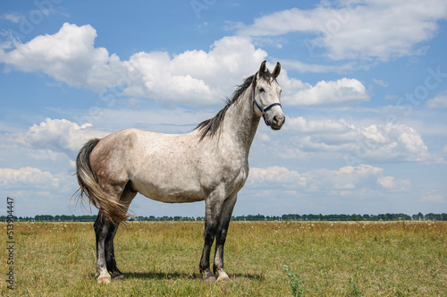 Beautiful big gray stallion horse against the background of the sky in the clouds