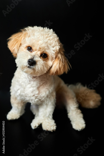 A portrait of beige Maltipoo puppy on a black background. Adorable Maltese and Poodle mix Puppy © marketlan