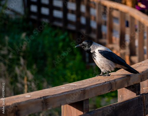 a hooded gray crow rests resting on the edge of a wooden deck © Marco