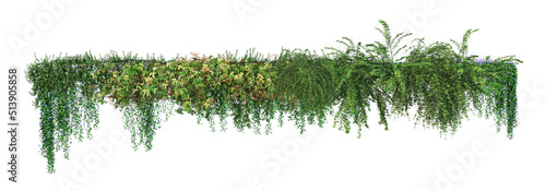 Photo 3d render ivy with white background