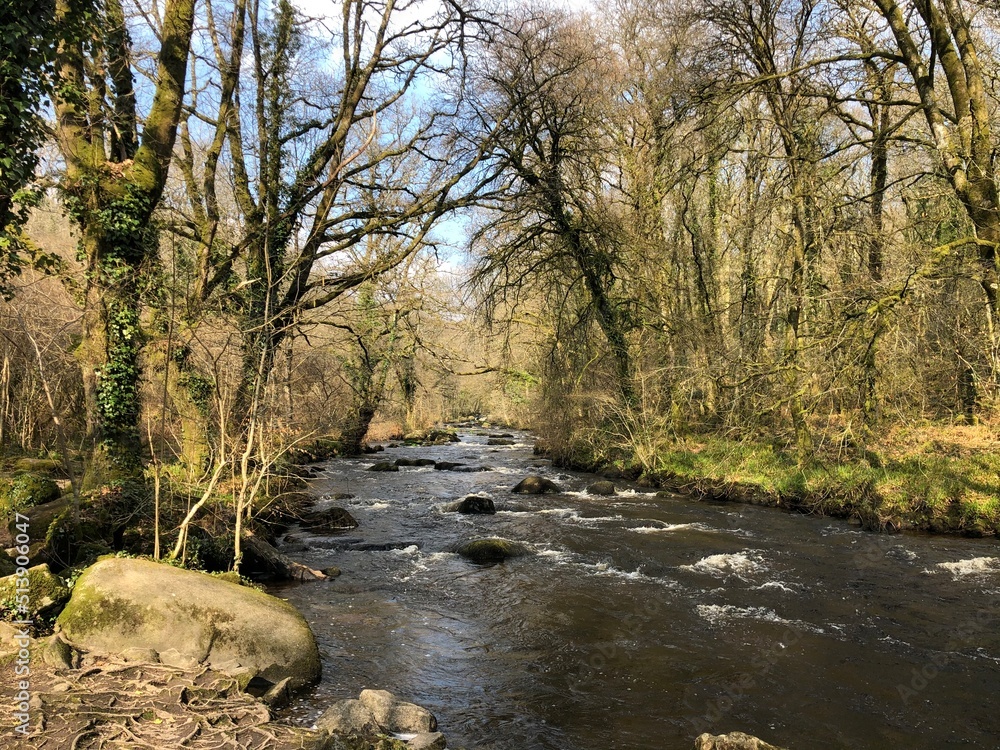 river in the forest