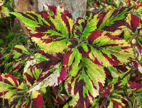 red and green leaves closeup