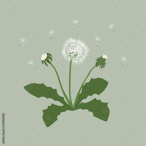 Wallpaper Mural Vector illustration dandelion with leaves flower meadow. Torontodigital.ca
