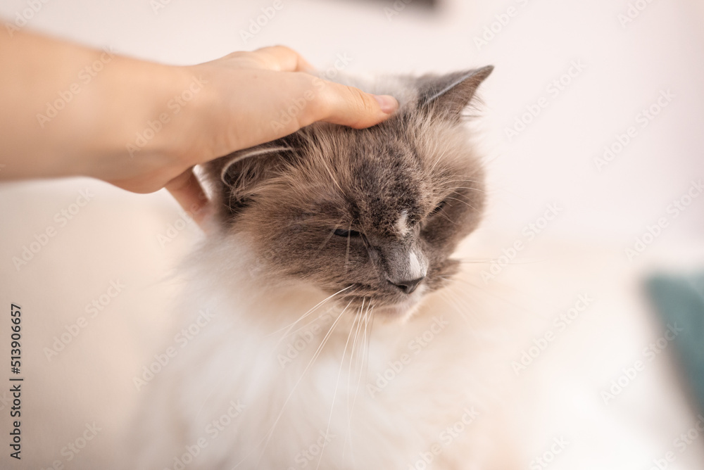 Obraz premium Soft focus portrait of a ragdoll cat being scratched on the head