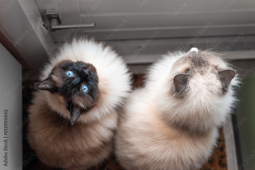 Two sibling ragdoll cats standing by the back door Two sibling ragdoll cats standing by the back door