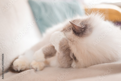Soft focus portrait of a cat curling up on the couch