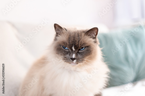 Grumpy, angry, annoyed looking ragdoll cat with narrowed blue eyes