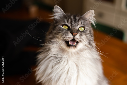 Happy maine coon cat with yellow eyes meowing and looking at camera