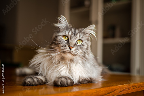 Long haired grey maine coon cat looking towards the camera