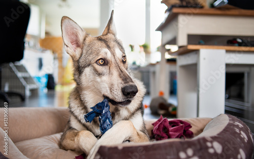 Saarloos Wolfdog playing and chewing on a home made demin dog toy