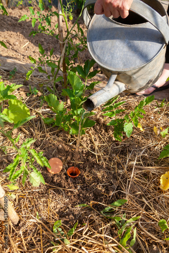 Au potager - Jardinier remplissant avec un vieil arrosoir en métal un réservoir d'eau poreau en terre cuite enterré dansle sol entre les légumes photo
