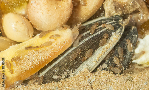 Wallpaper Mural Super macro close up of booklice infestation in a glass jar of seeds Torontodigital.ca