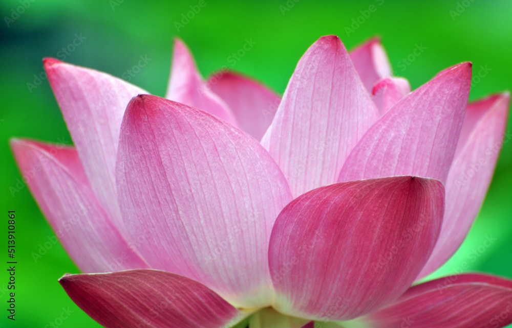 Blossoming lotus flowers Blossoming lotus flowers