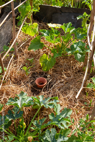Au potager - Jardinier remplissant avec un vieil arrosoir en métal un réservoir d'eau poreau en terre cuite enterré dansle sol entre les légumes photo