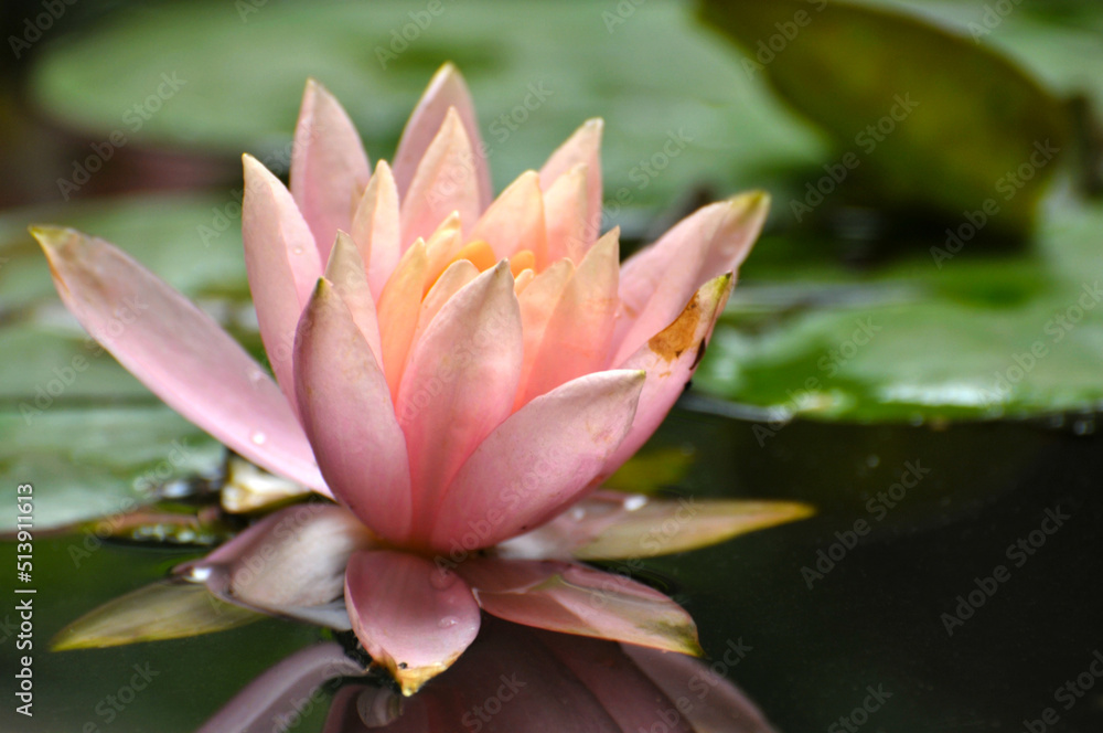 Blossoming waterlily flowers