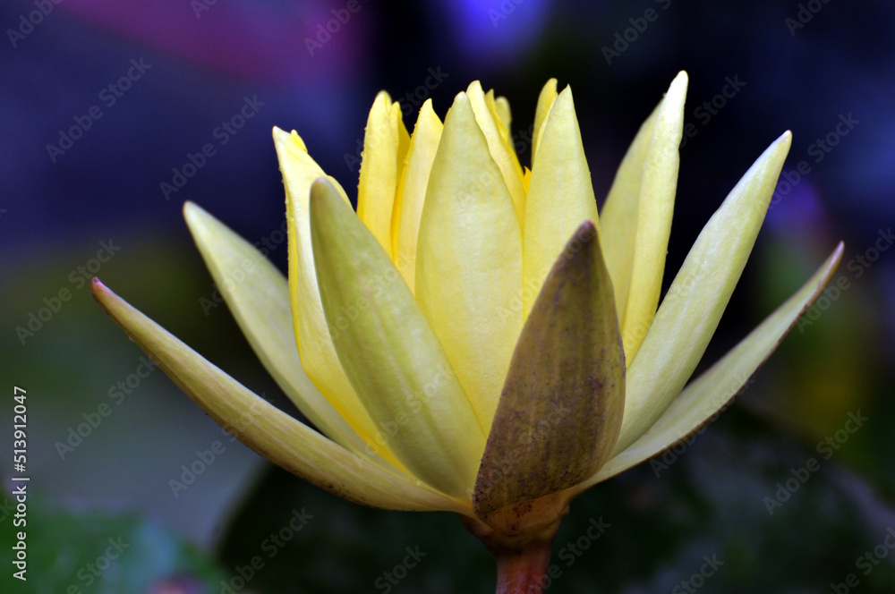 Obraz premium Blossoming waterlily flowers