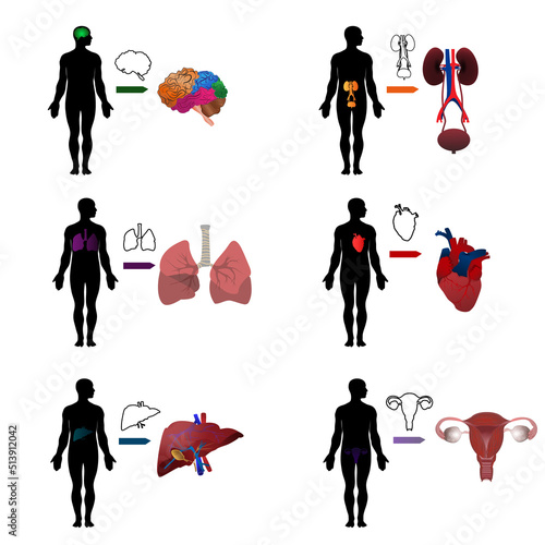 Vector medical set of silhouettes of people with internal organs. Anatomy vector science illustrations