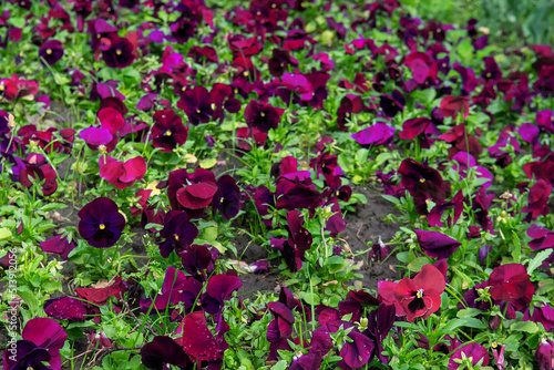 Colorful pansies viola flowers (viola reichenbachiana) field blooming