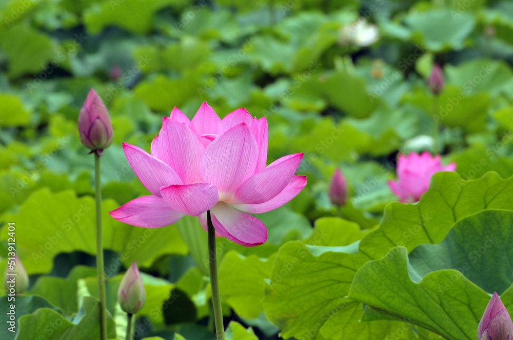 Blossoming lotus flowers