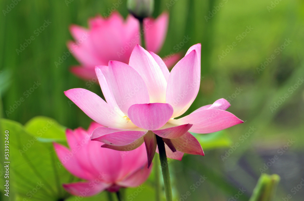 Blossoming lotus flowers