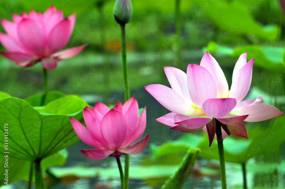 Blossoming lotus flowers Blossoming lotus flowers