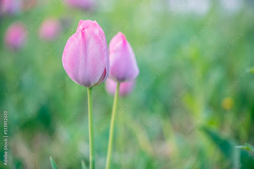 Beautiful colorful pink tulip background photo