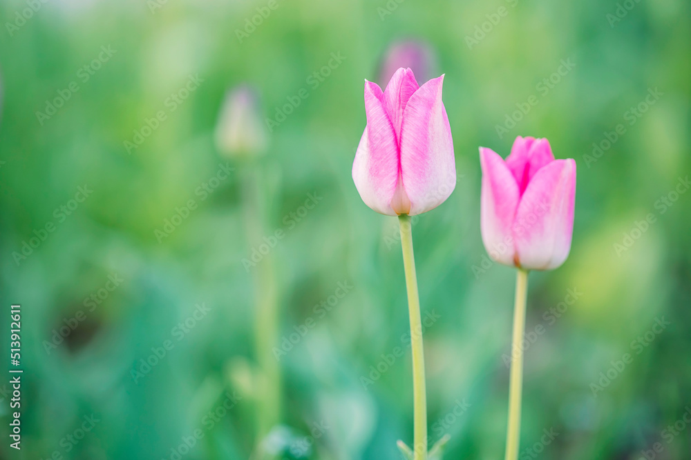 Fototapeta premium Beautiful colorful pink tulip background photo