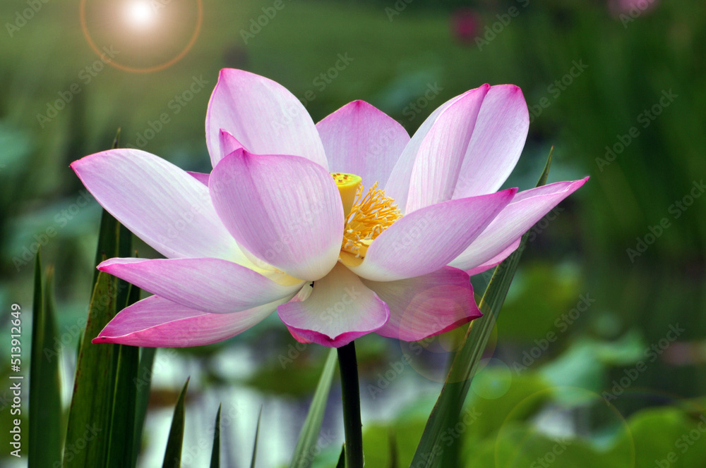 Blossoming lotus flowers	