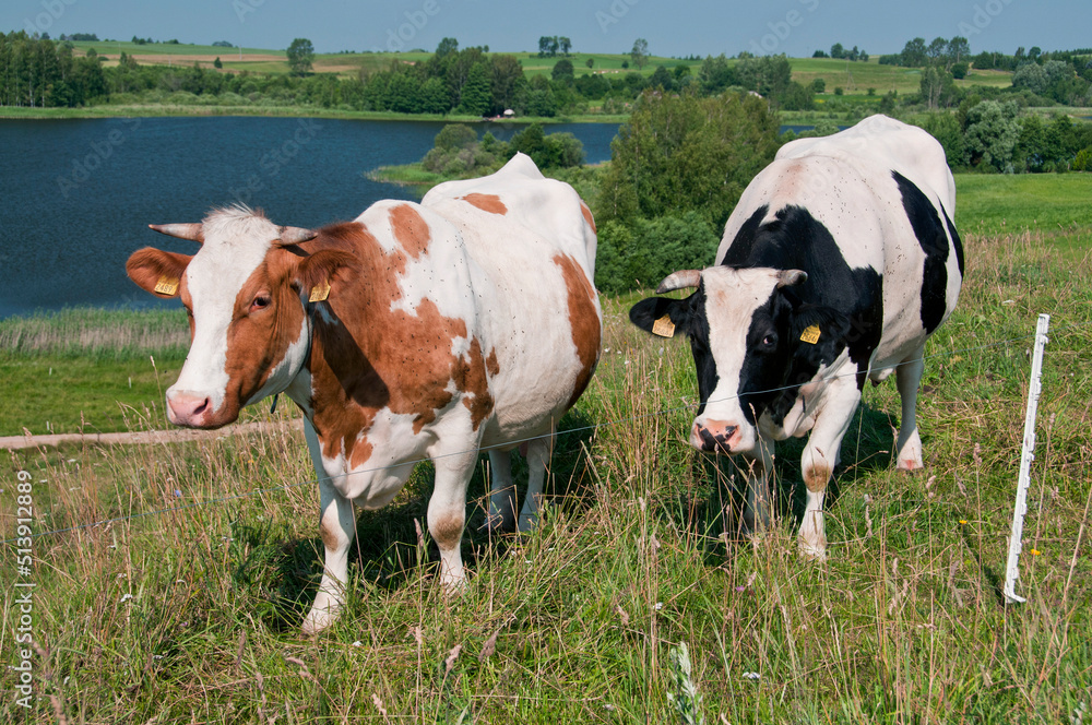 cows on a meadow cows on a meadow