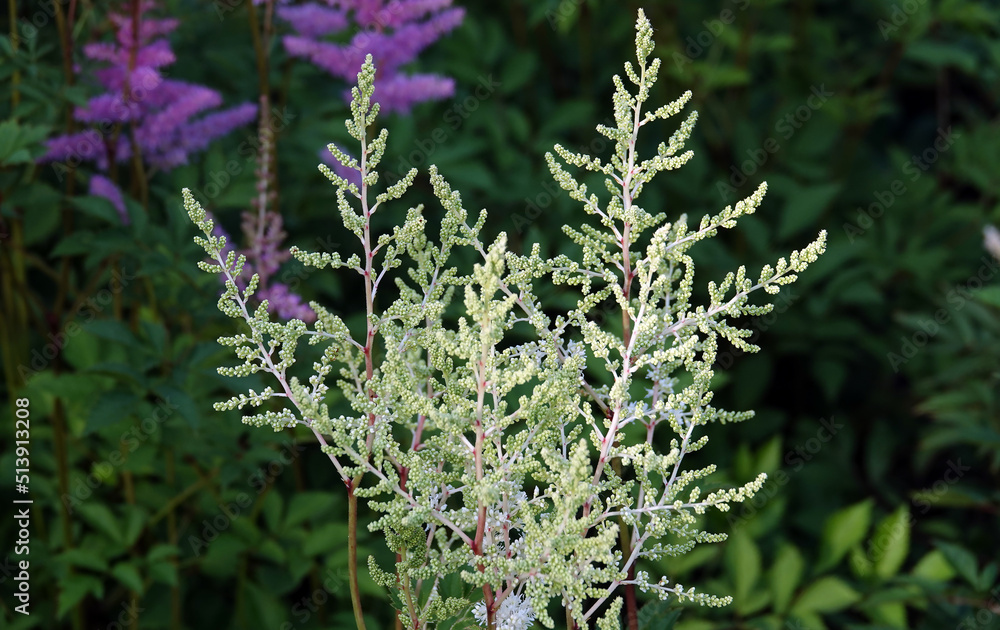 Obraz premium Astilbe chinensis - plant flower