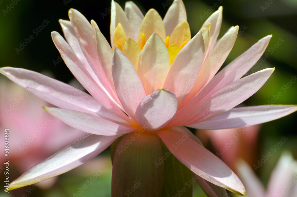 Fototapeta premium Blossoming waterlily flowers 