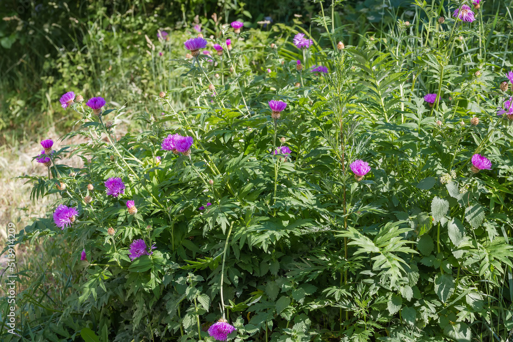 Bush of herbaceous plant with purple flowers among other grass