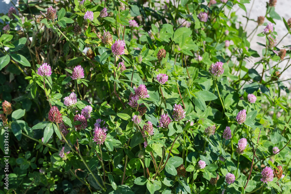 Bushes of the flowering red clover close-up, selective focus Bushes of the flowering red clover close-up, selective focus