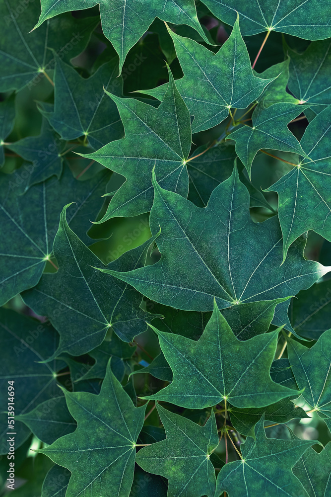 Obraz premium Lush green Maple Leaves texture. Dark green summer forest background. Moody natural botanical pattern. Beautiful spring Garden Foliage.
