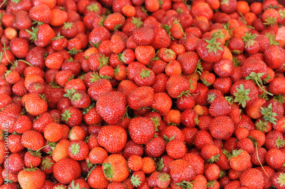 Fresh, juicy, raw, organic, natural sweet strawberries fruits on a pile after harvest in summer Fresh, juicy, raw, organic, natural sweet strawberries fruits on a pile after harvest in summer