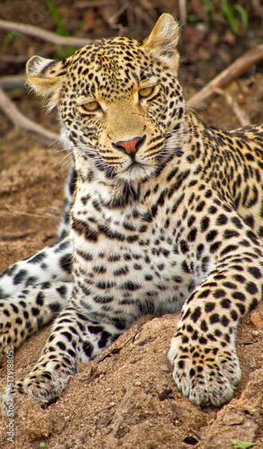 Leopard, Panthera pardus, Kruger National Park, Mpumalanga, South Africa, Africa