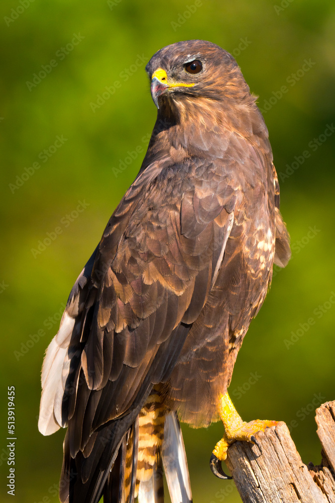 Obraz premium Buzzard, Buteo buteo, Mediterranean Forest, Castile Leon, Spain, Europe.