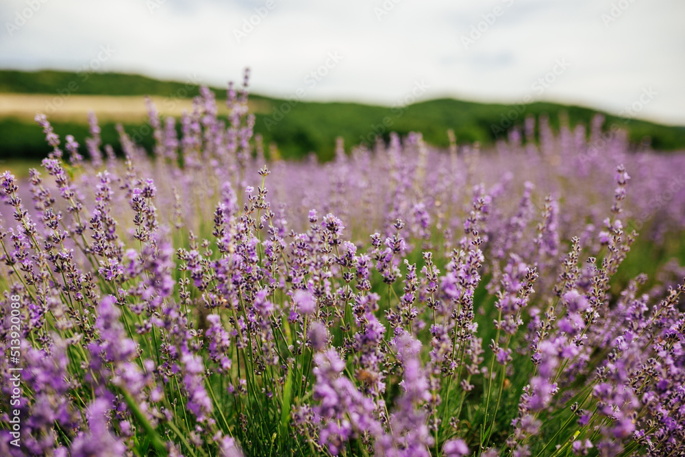 Obraz premium Selective focus on lavender flower in flower garden. Lavender flowers