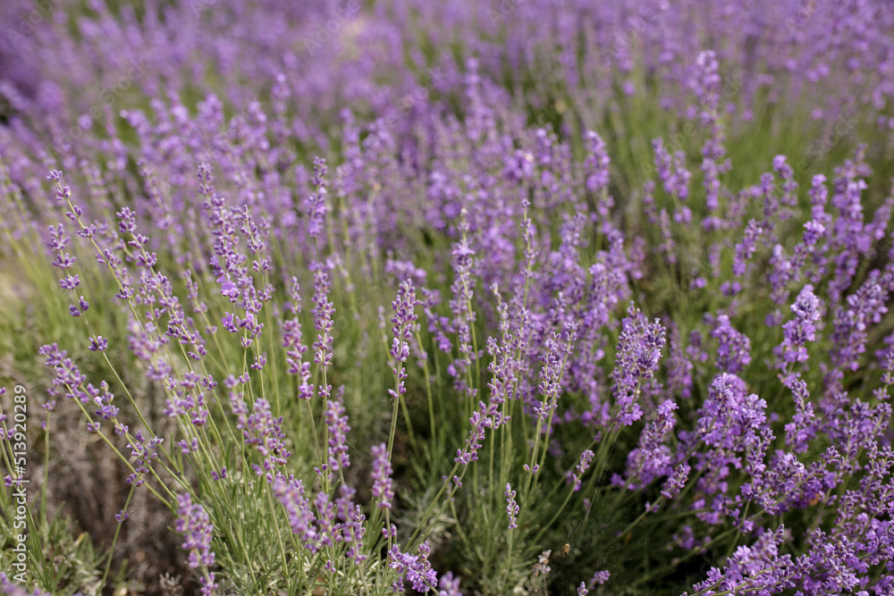 Selective focus on lavender flower in flower garden. Lavender flowers