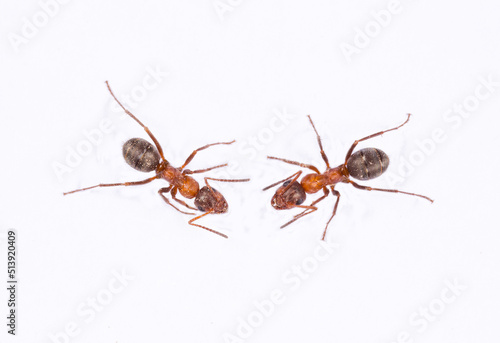 Ants on white background isolated