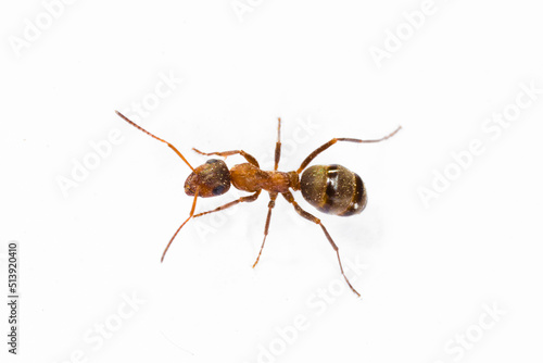 Ants on white background isolated