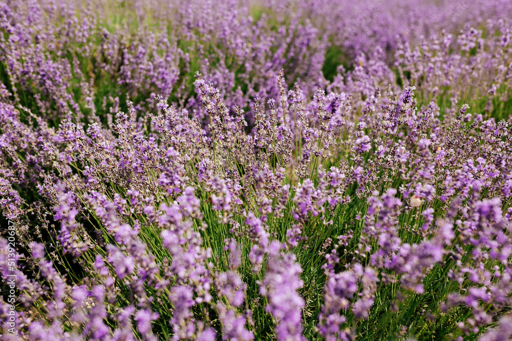Naklejka premium Selective focus on lavender flower in flower garden. Lavender flowers