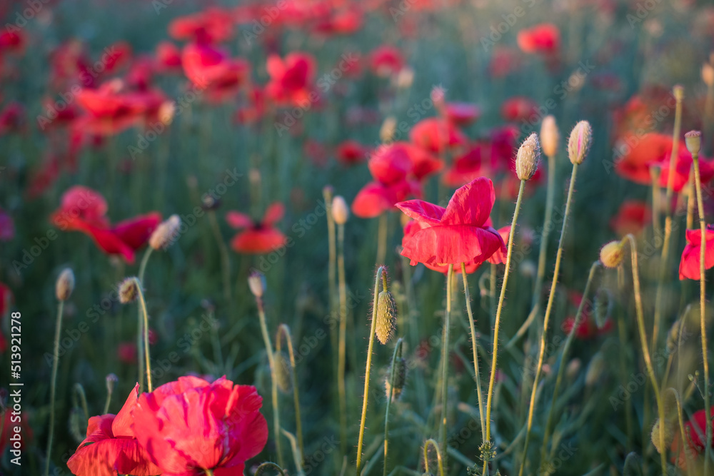 Obraz premium Field of poppies. Red poppy flowers at sunset. symbol of sleep, peace and death. National flower of Albania and Poland.