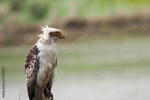 佇むカンムリワシの幼鳥 photo